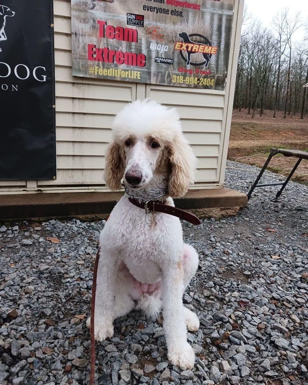 Picture of advanced obedience dog training