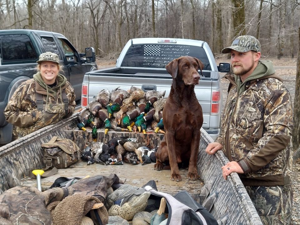 Picture of duck dog and advanced obedience training