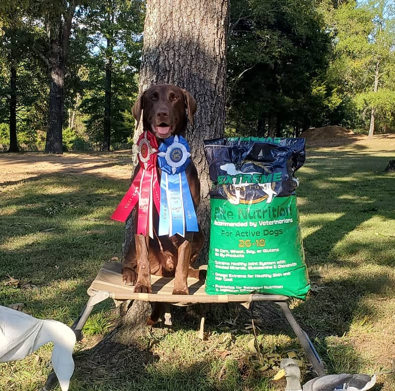 Picture of duck dog and advanced obedience training