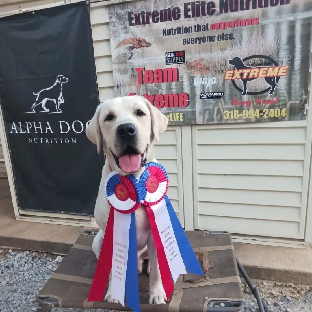 Picture of duck dog and advanced obedience training