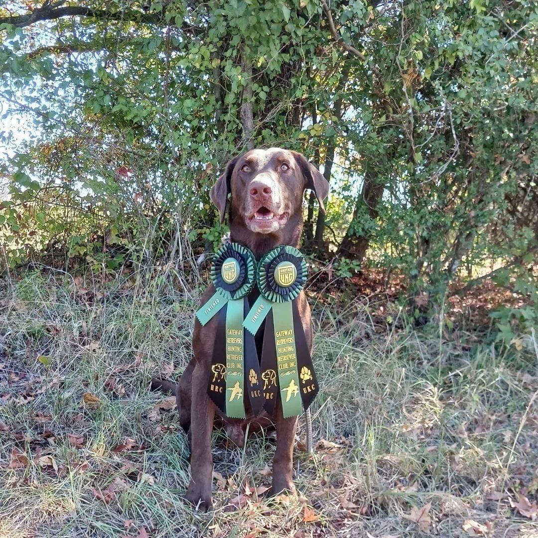 Picture of puppy obedience dog training