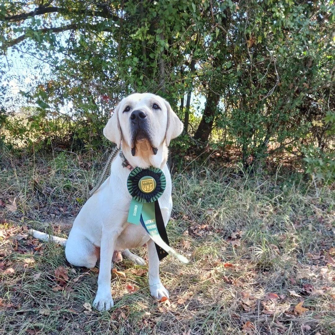 Picture of duck dog and advanced obedience training