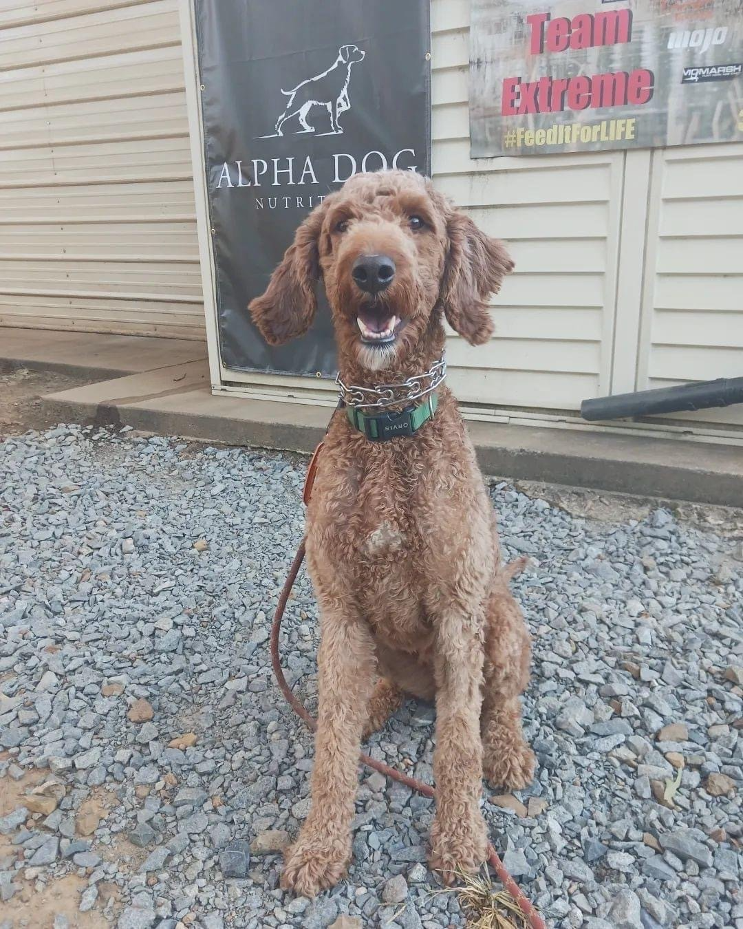 Picture of basic obedience dog training