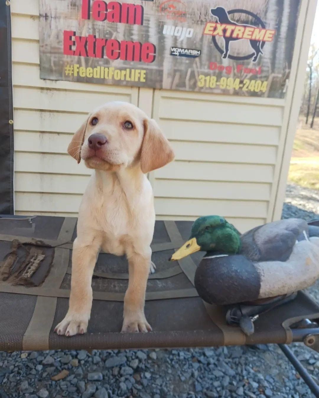 Picture of puppy obedience dog training