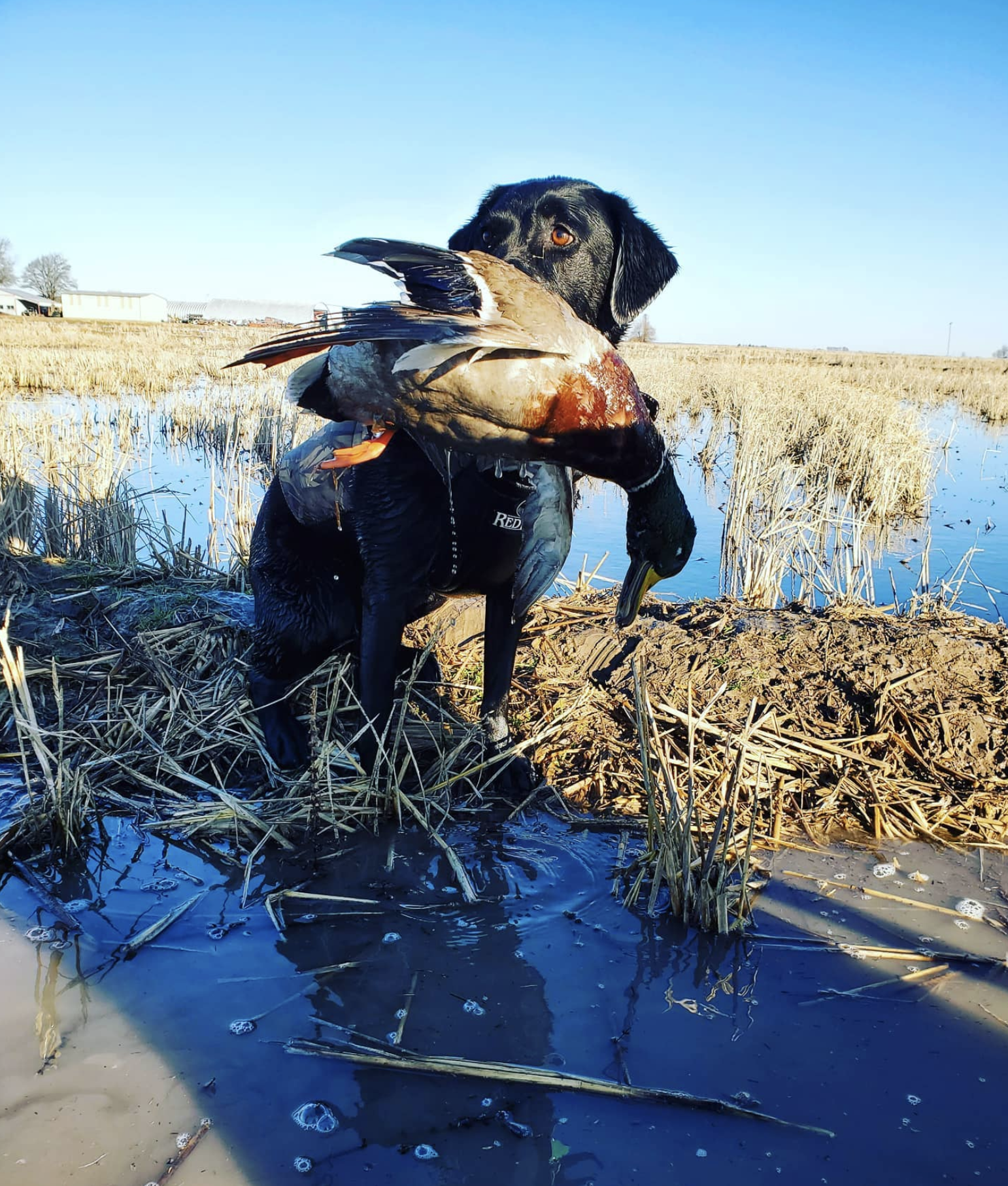 Tall Timber Retrievers Picture of duck dog