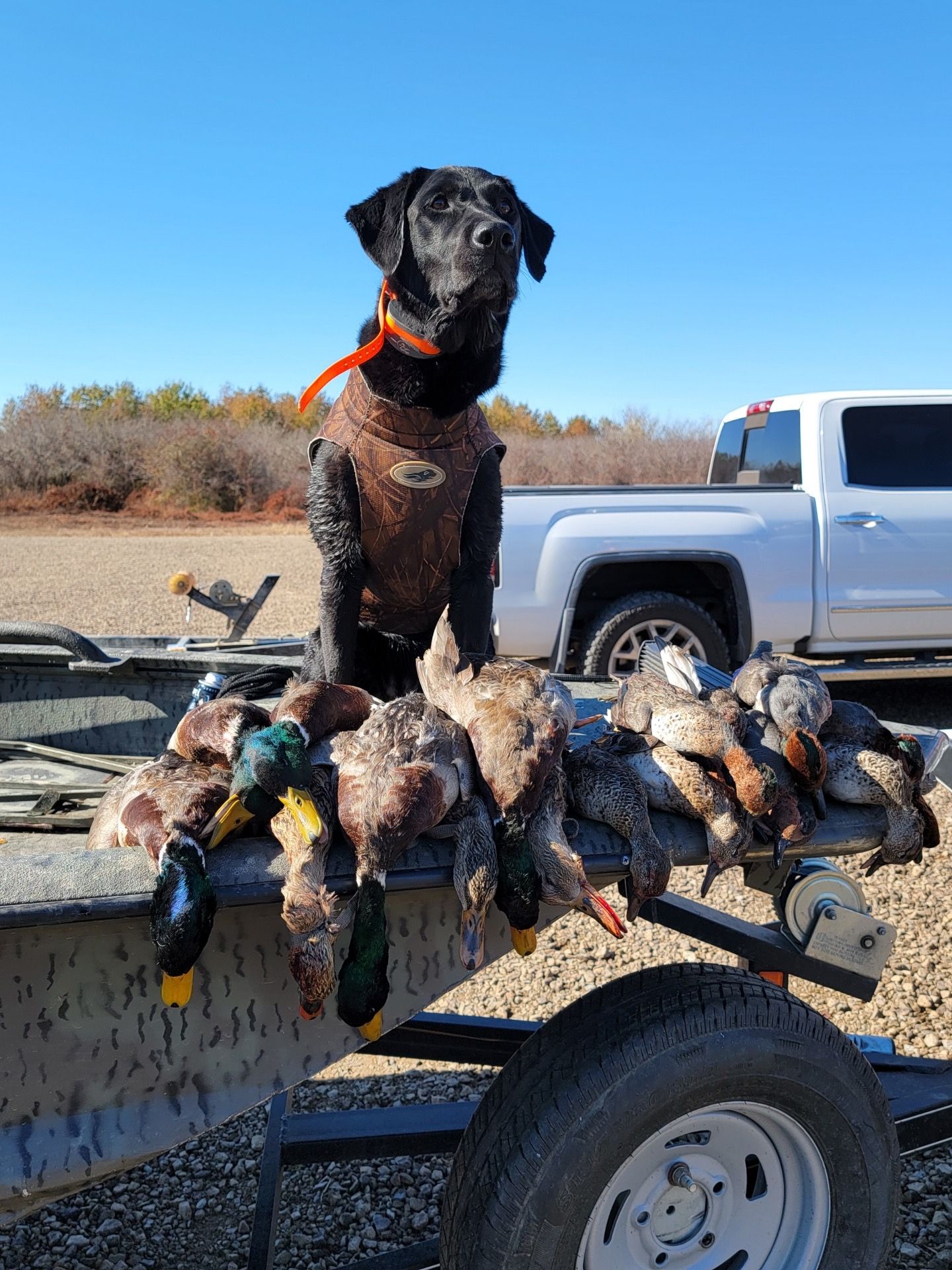 Picture of duck dog and advanced obedience training
