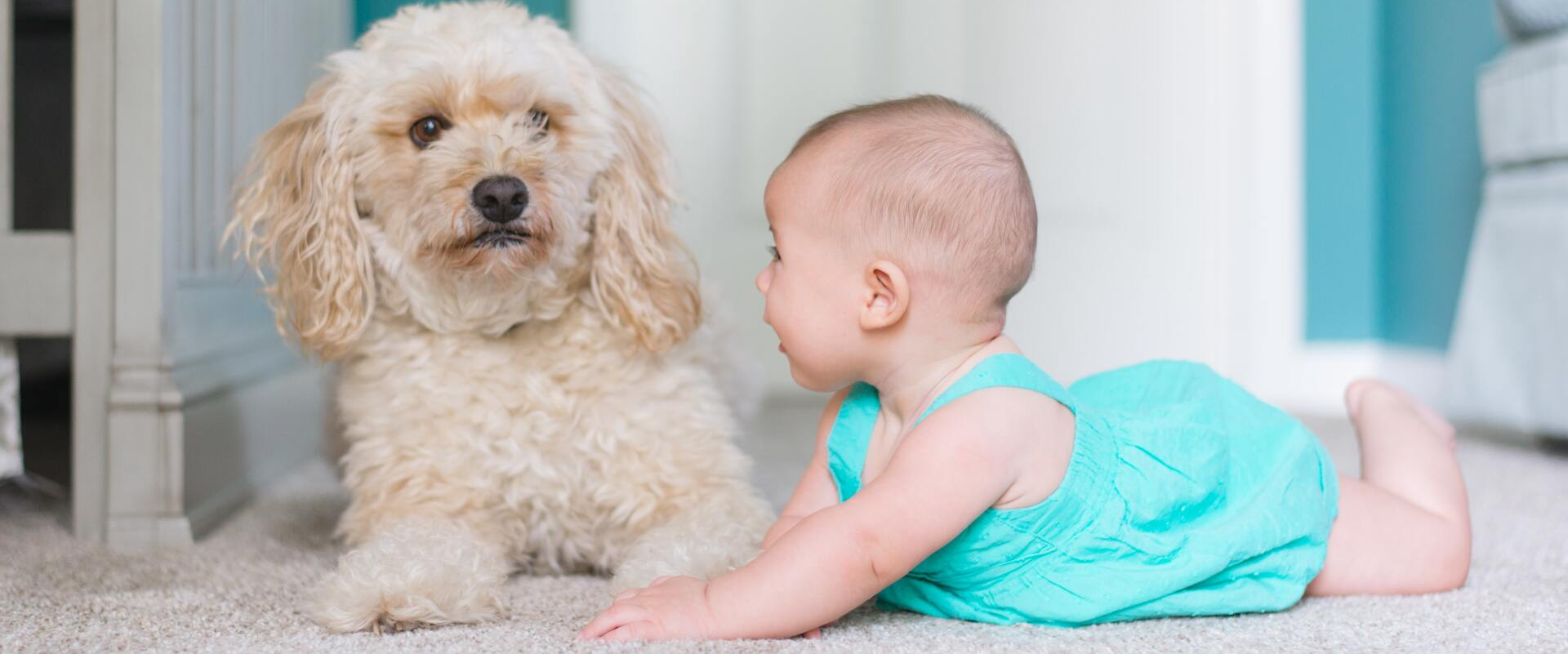 A baby is crawling on the floor next to a dog.