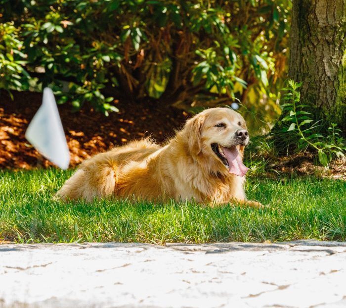 Professional Underground Pet Fence
