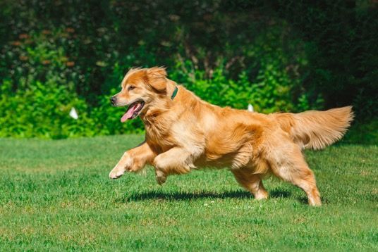 Pet containment systems