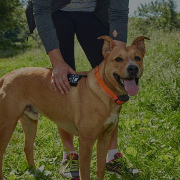 A woman is standing next to a brown dog in a field.