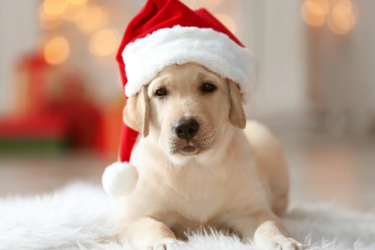 A puppy wearing a santa hat is laying on a white blanket.