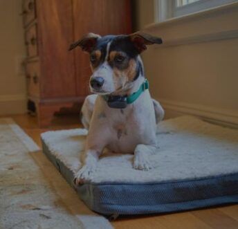 A small brown and white dog is laying on a dog bed