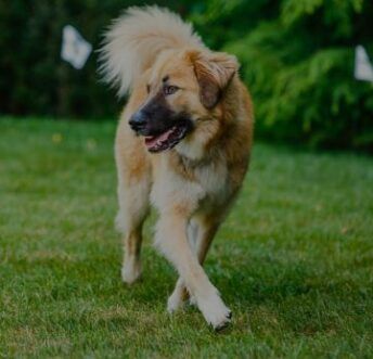 A brown and white dog is running in the grass.