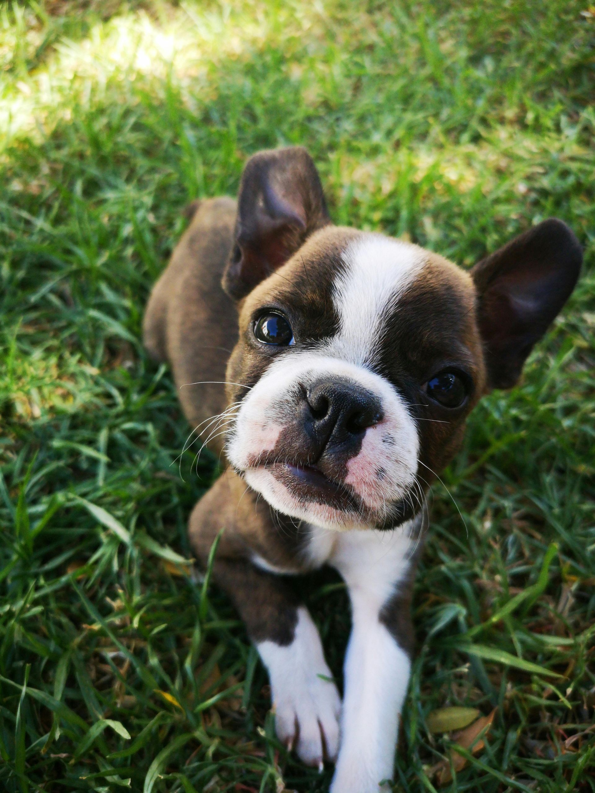 Fence for puppies