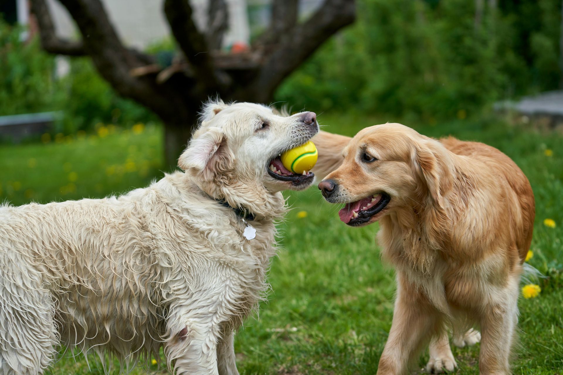 Dogs playing