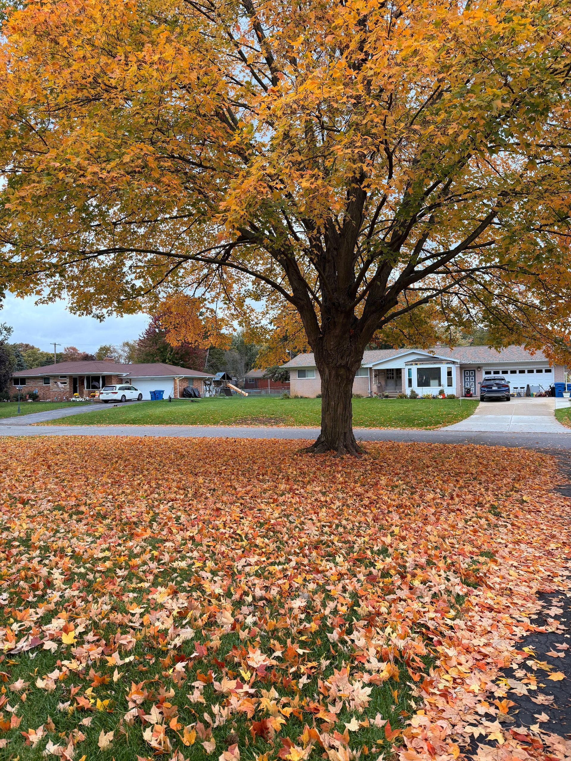 Fallen leaves covering Middle Tn yard