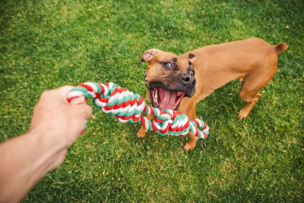 Dog Fence Cost