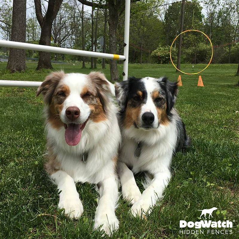 Two dogs laying in the grass with a dogwatch logo in the background