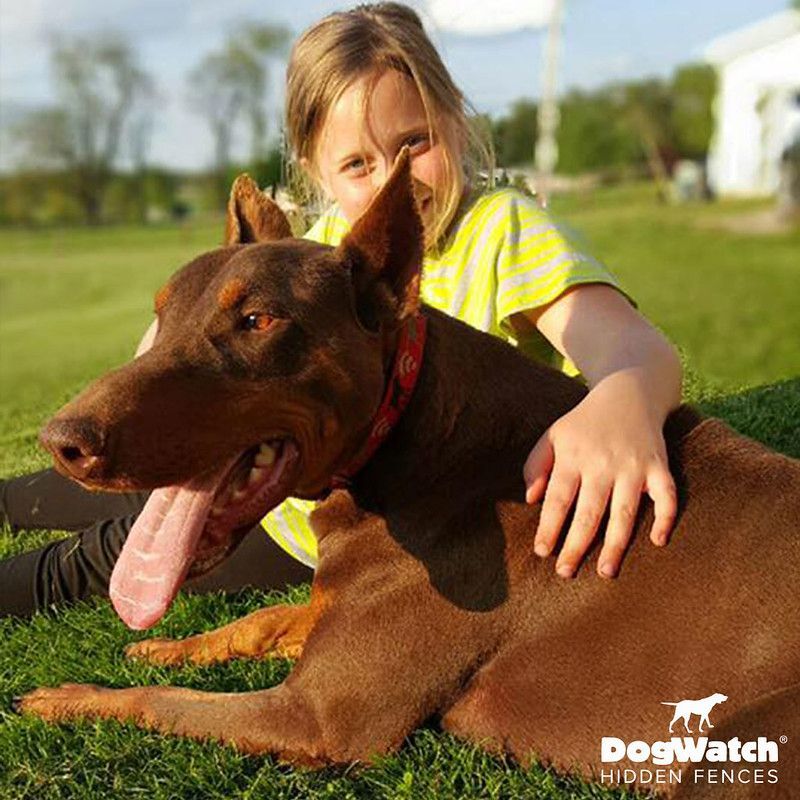 A little girl is petting a brown dog that is laying in the grass