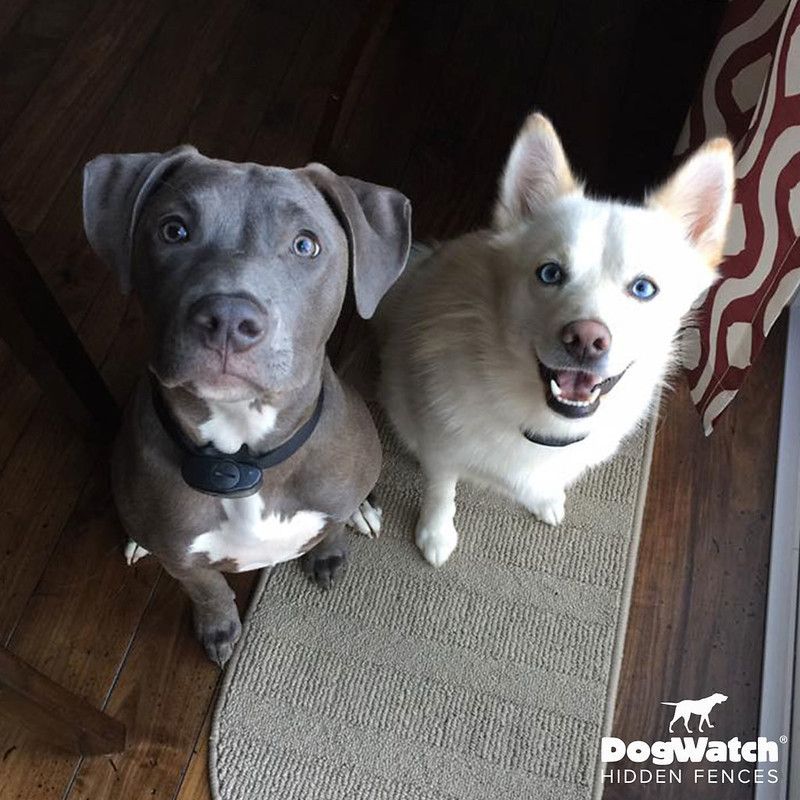 Two dogs are sitting next to each other with the words dogwatch hidden fences on the bottom