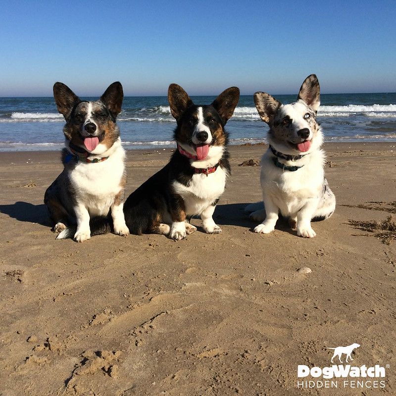 Three corgi dogs sitting on the beach with dogwatch hidden fences in the background
