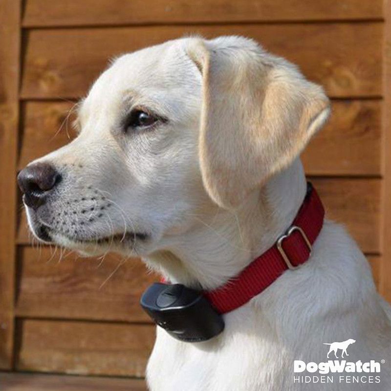 A white dog wearing a red collar with a hidden fence in the background