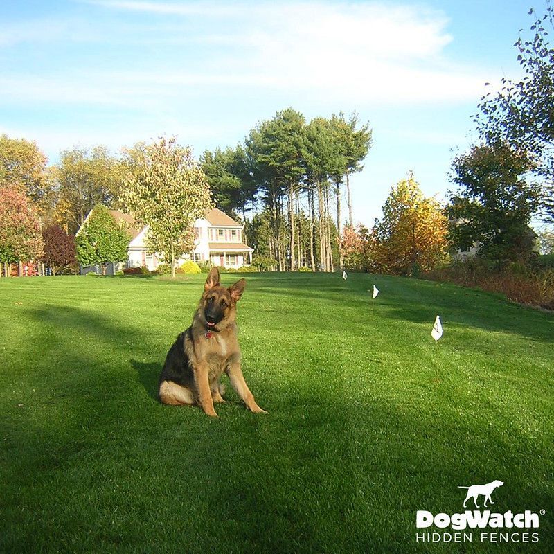 A german shepherd sitting in a lush green field with a dogwatch hidden fence in the background