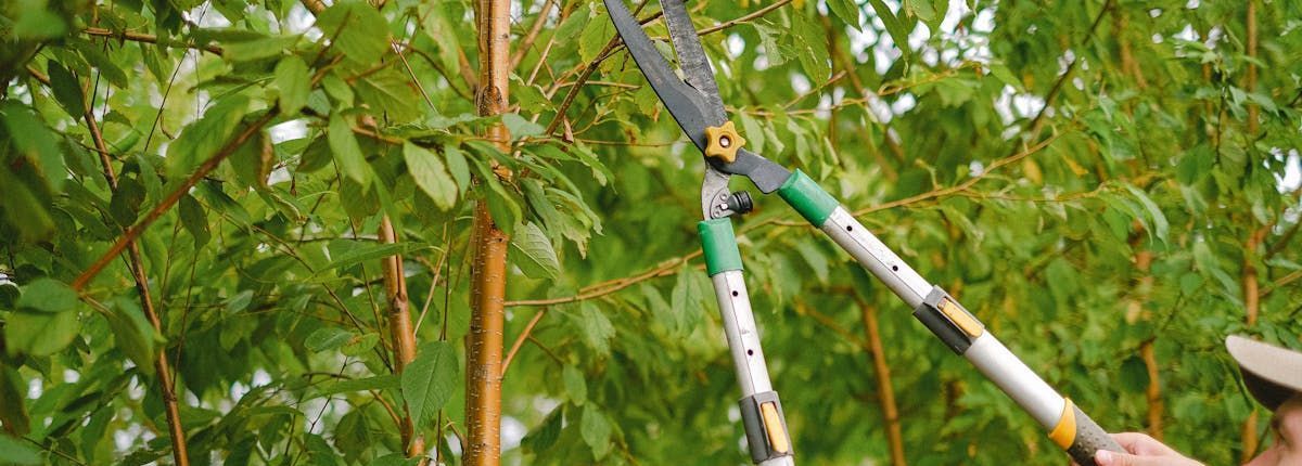 Person pruning leafy branches with long-handled loppers in a green garden