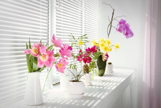 Fiori da interno