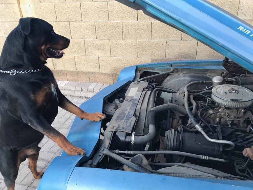 Dog Mechanic | National Automotive Repair