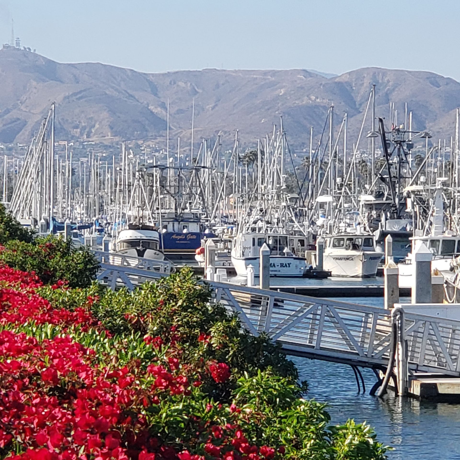 Boats docked in harbor with mountain backdrop and red flowers in foreground.