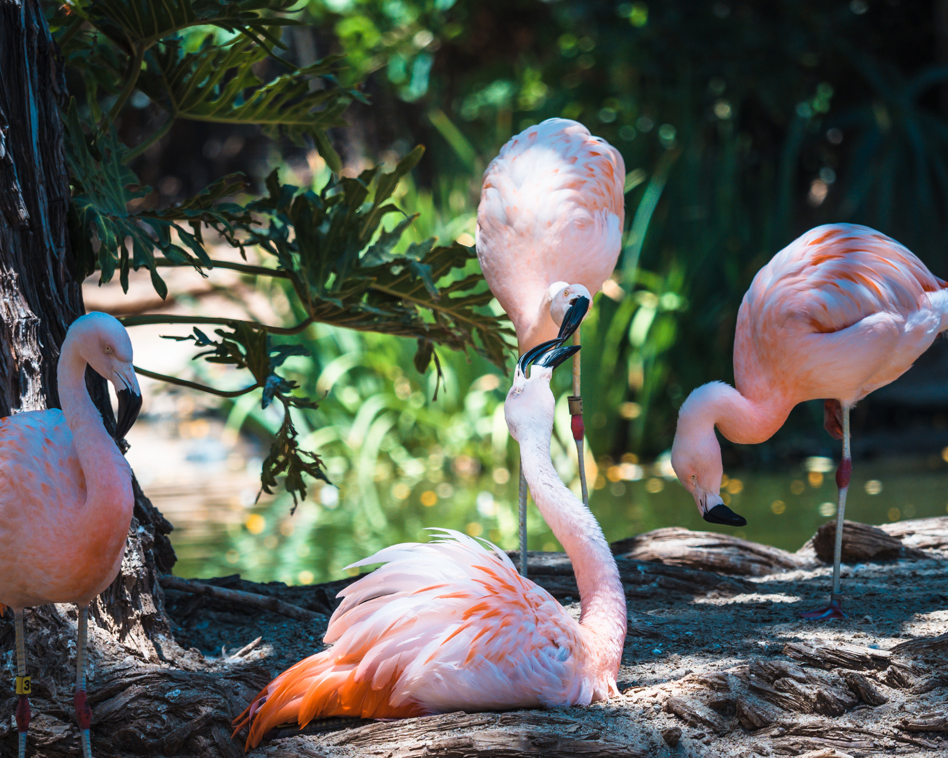 Pink flamingos near water, some preening, under leafy trees on a sunny day.