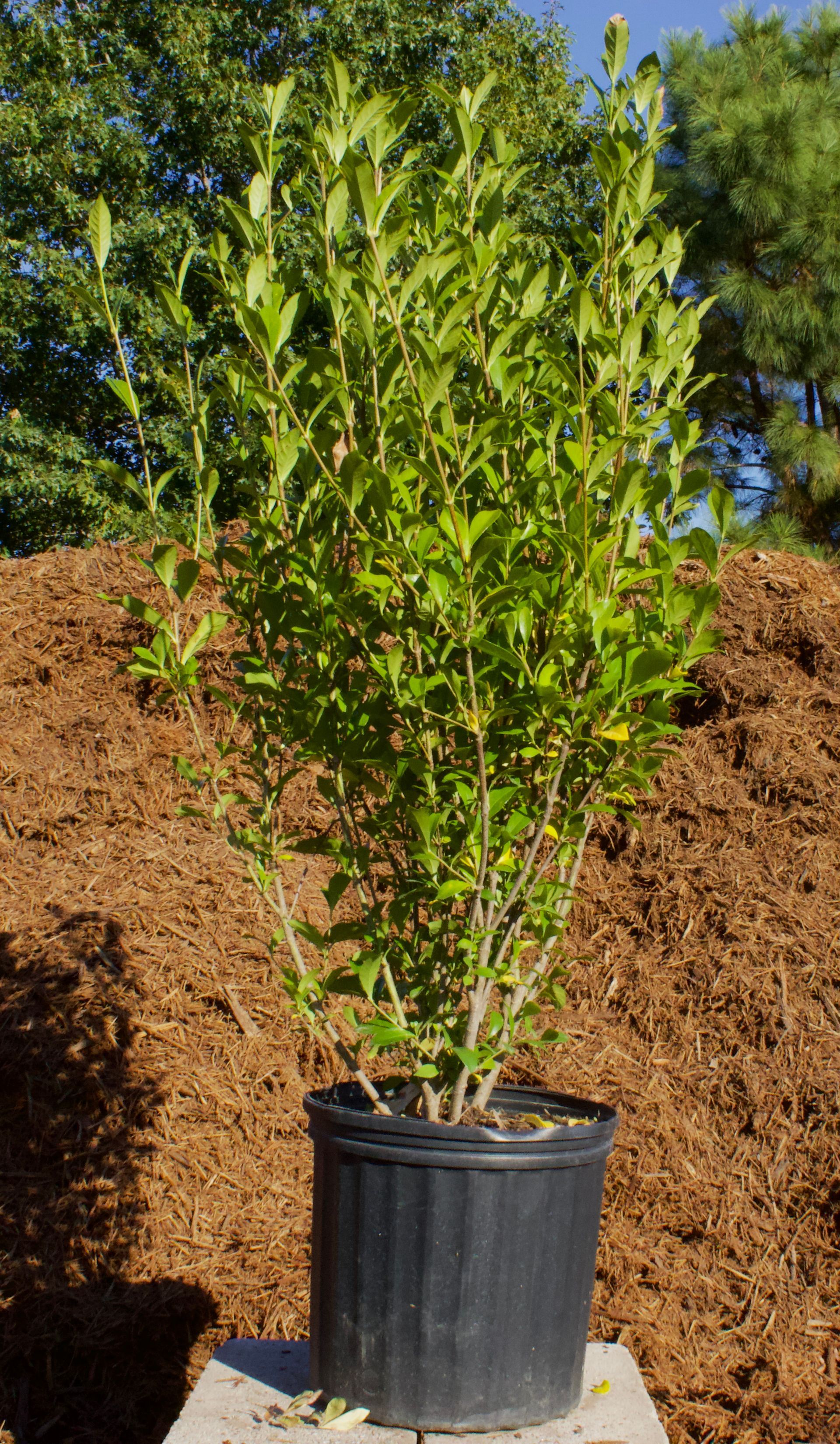 A large potted plant is sitting on top of a pile of mulch.