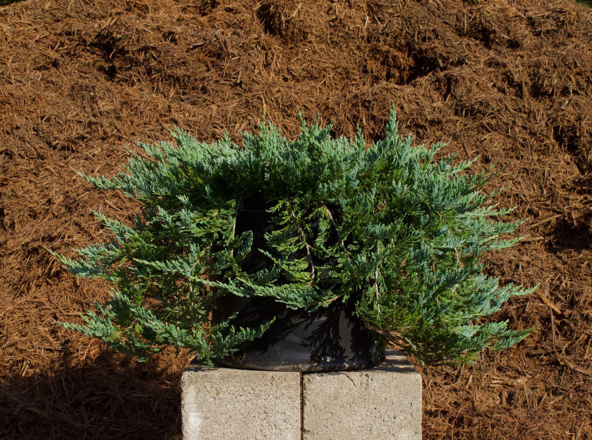 A small plant is sitting on a brick in front of a pile of mulch.