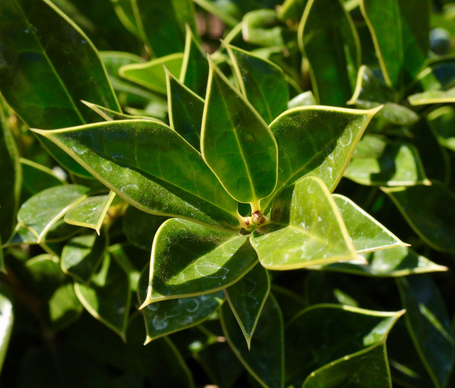 A close up of a plant with green and yellow leaves