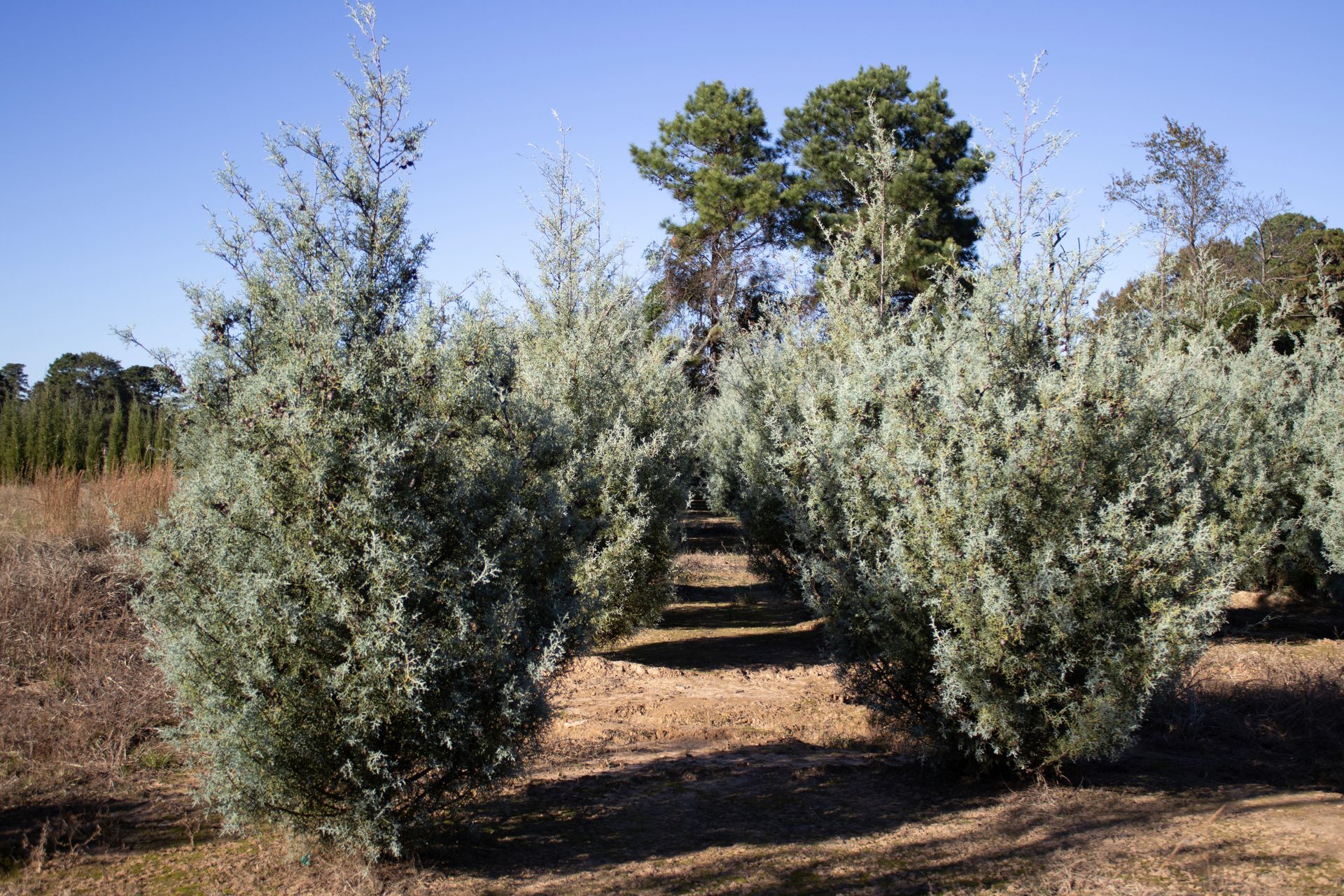 A row of trees in a field with a blue sky in the background.