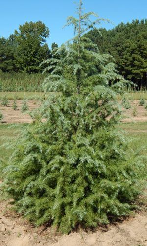 A small christmas tree is growing in the middle of a field.