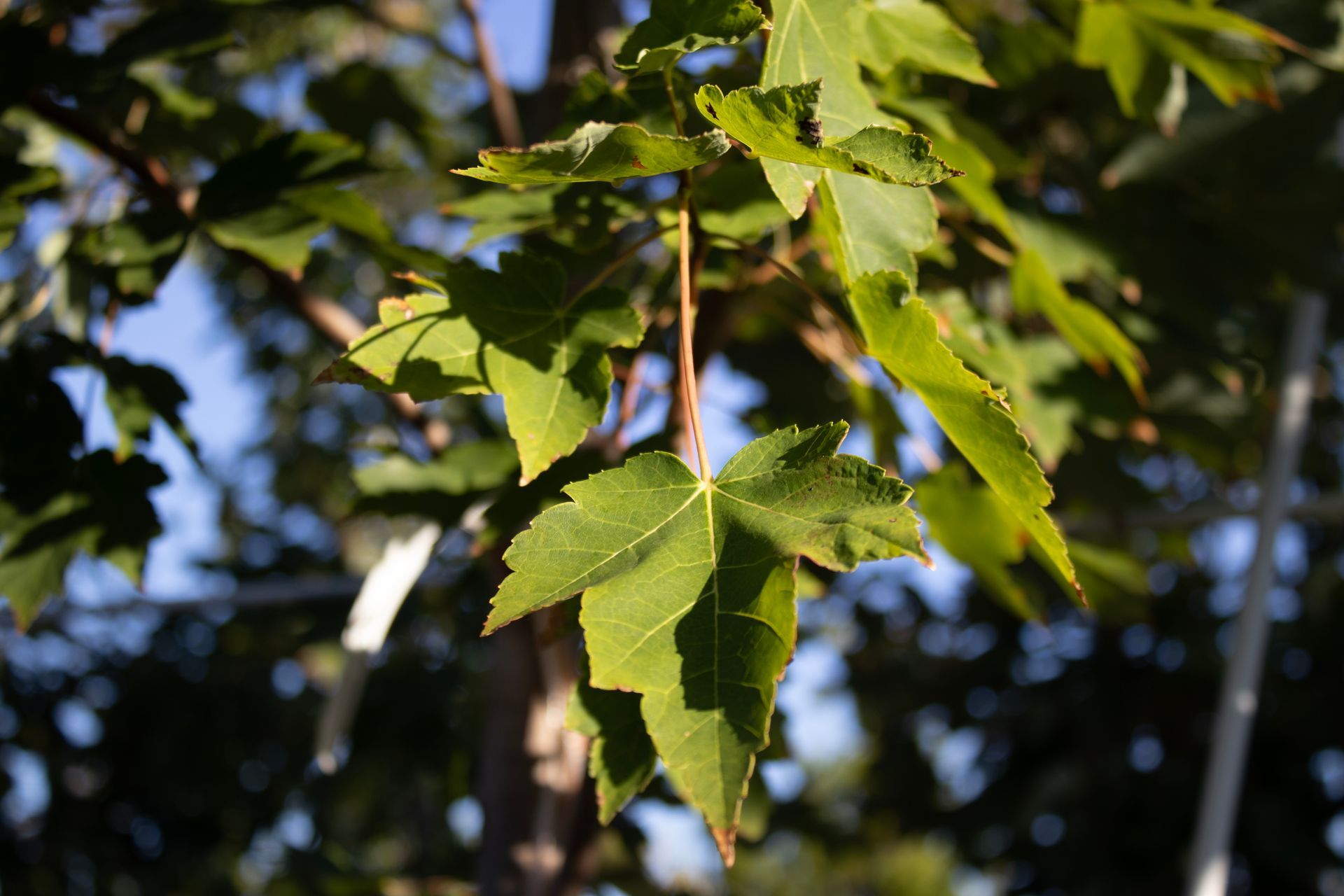 A close up of a maple leaf on a tree branch