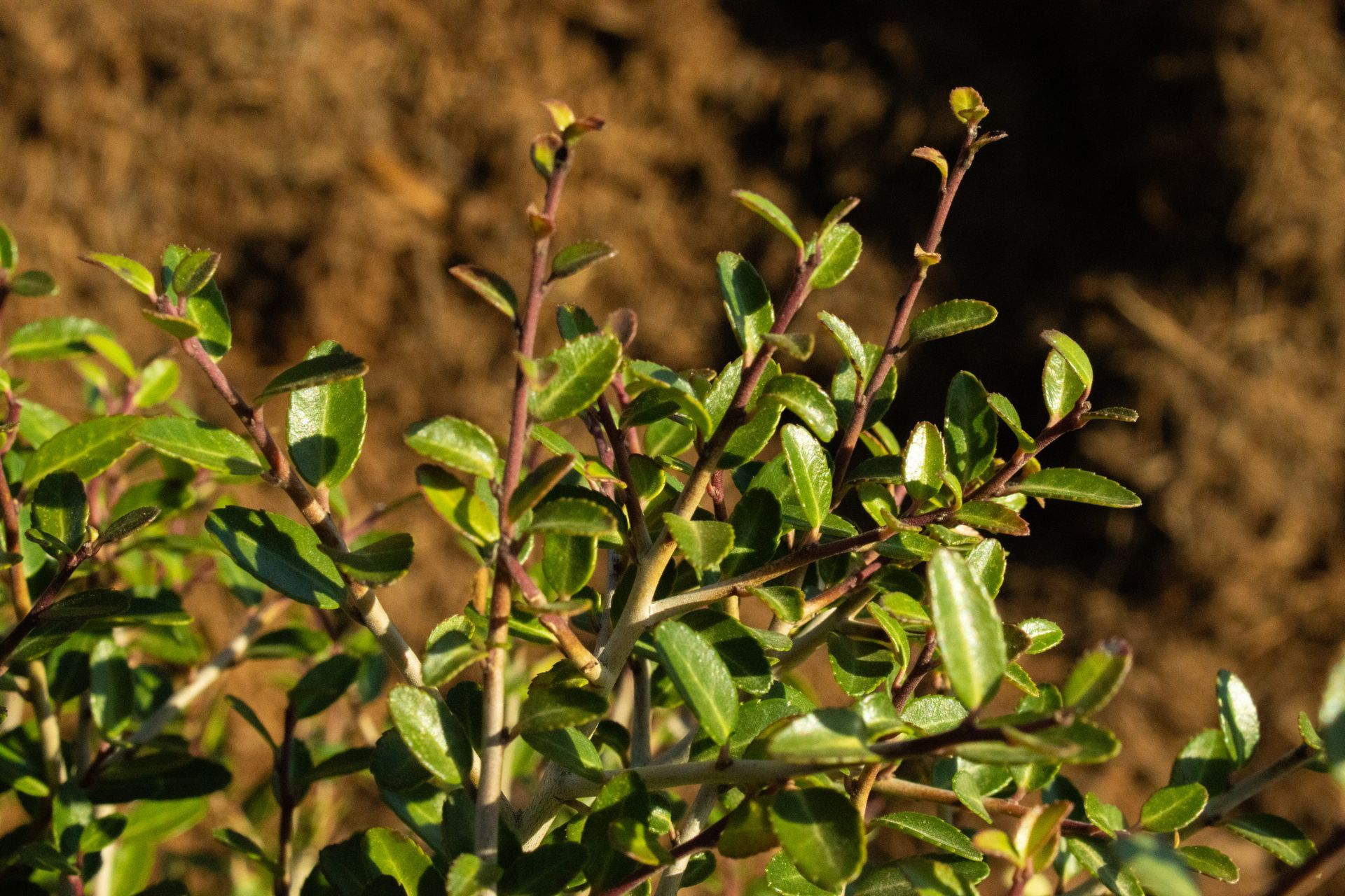 Green leafy plant against a blurred brown soil background