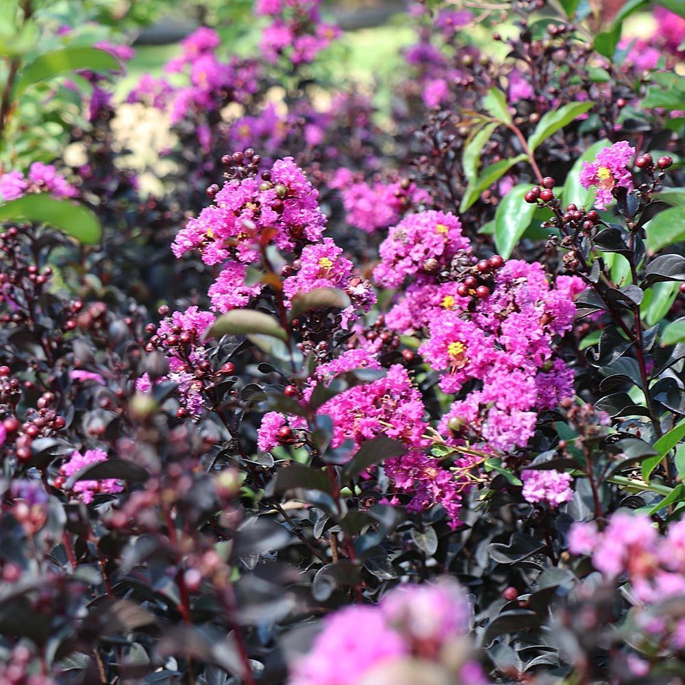 A bush with lots of purple flowers and green leaves.