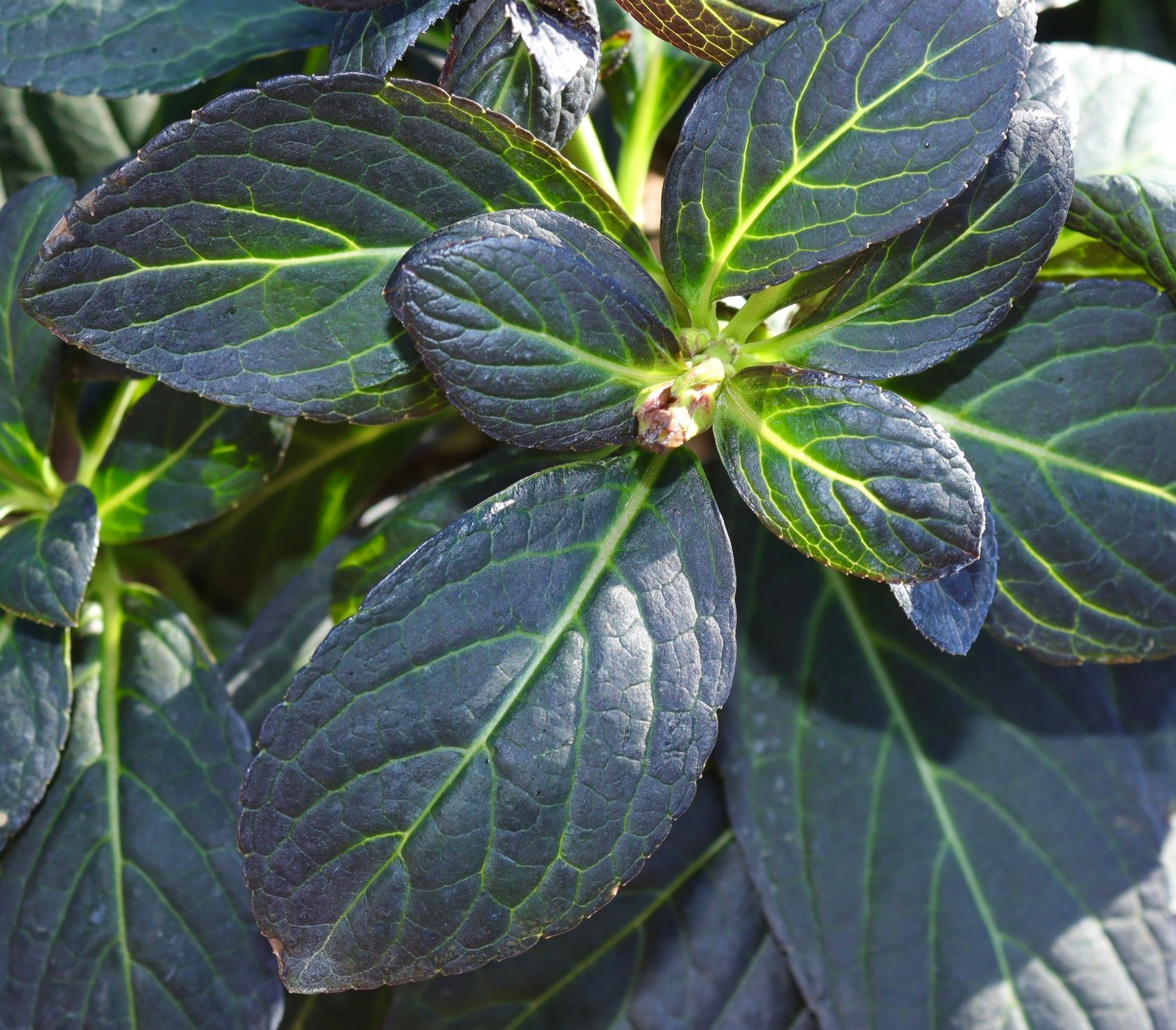 A close up of a plant with purple and green leaves