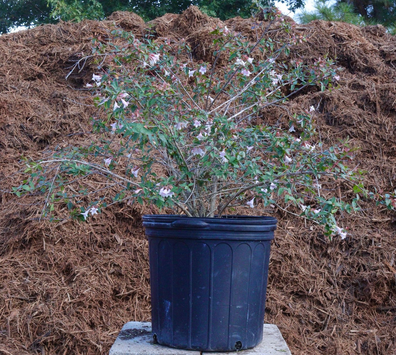 A black potted plant is sitting in front of a pile of mulch