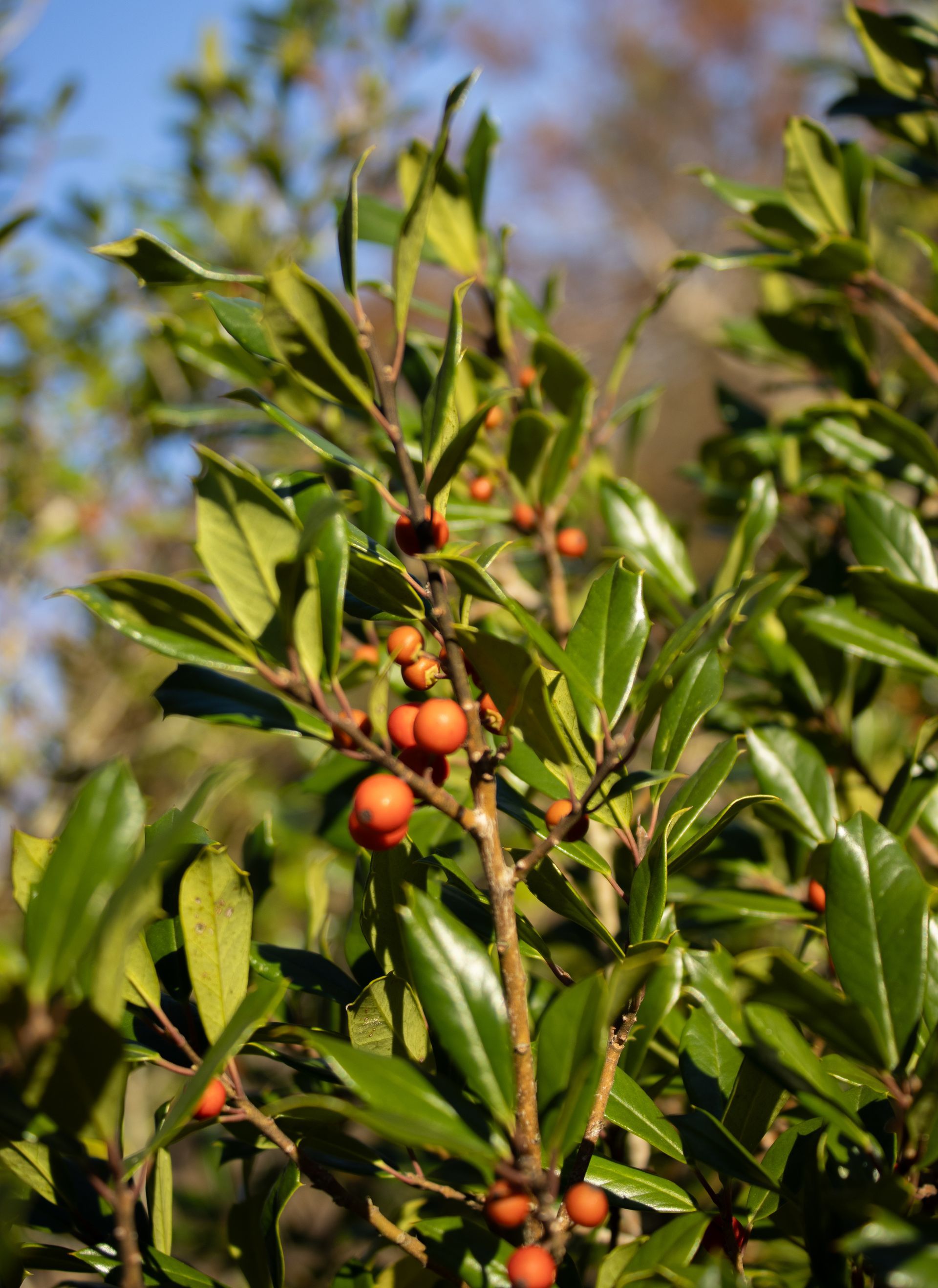 A close up of a tree branch with berries and leaves.