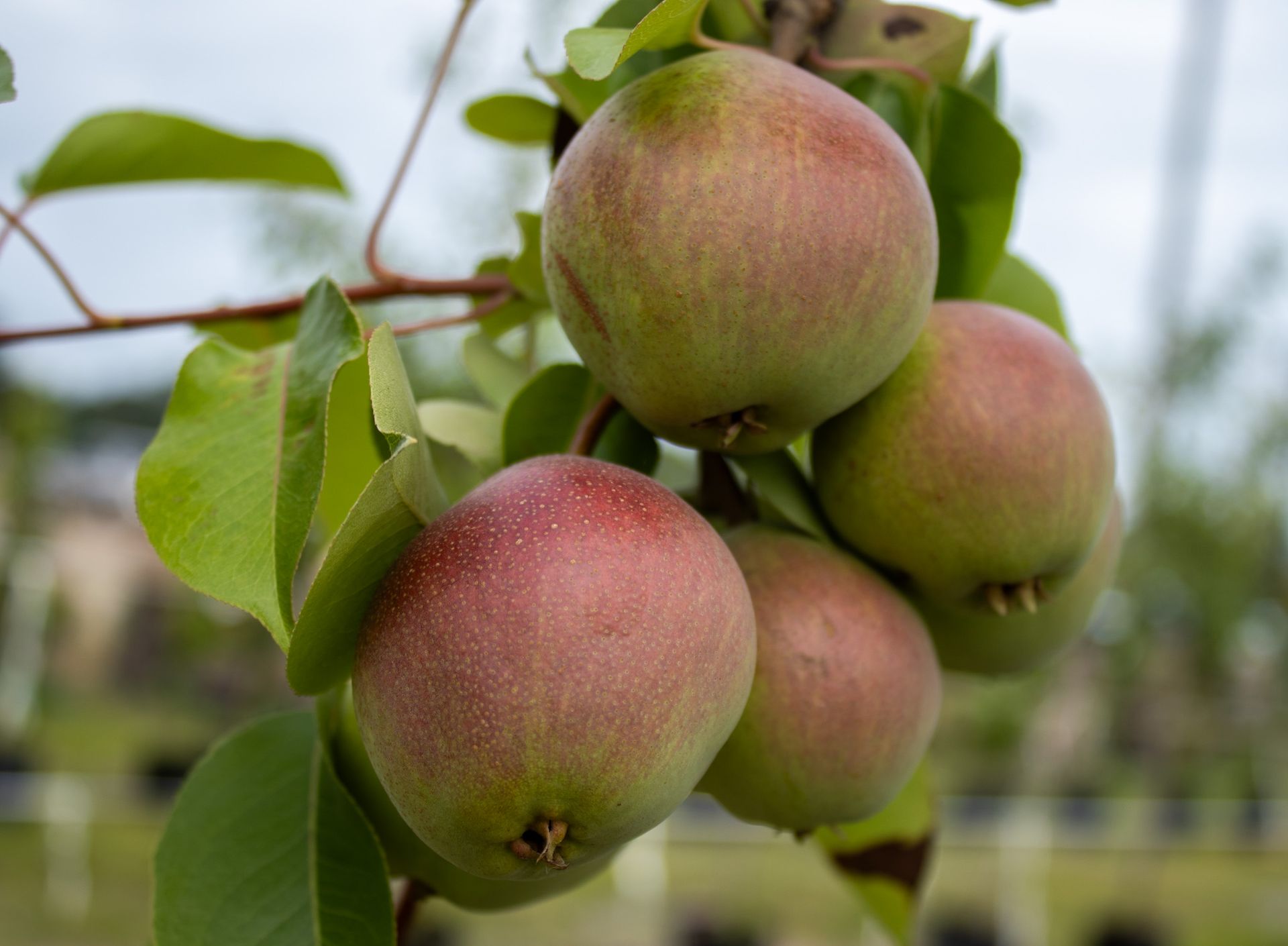 Cluster of ripe apples hanging on a tree branch, with green leaves and a blurred orchard background