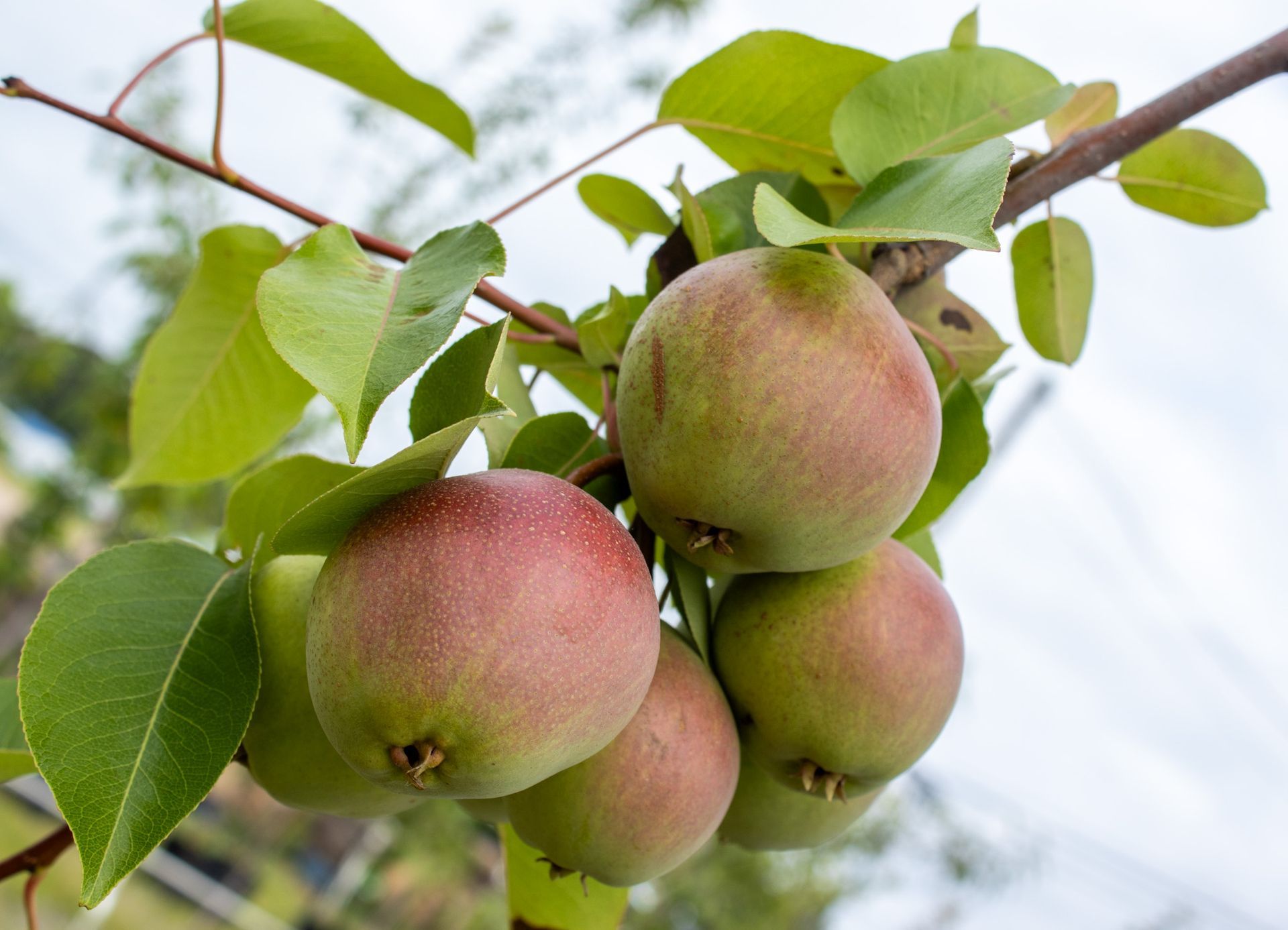 Cluster of ripe green and pink pears hanging from a tree branch with leaves