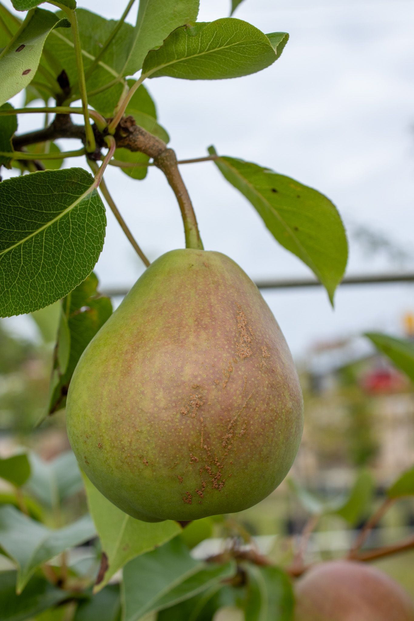Green pear hanging on a tree branch with leaves in an orchard