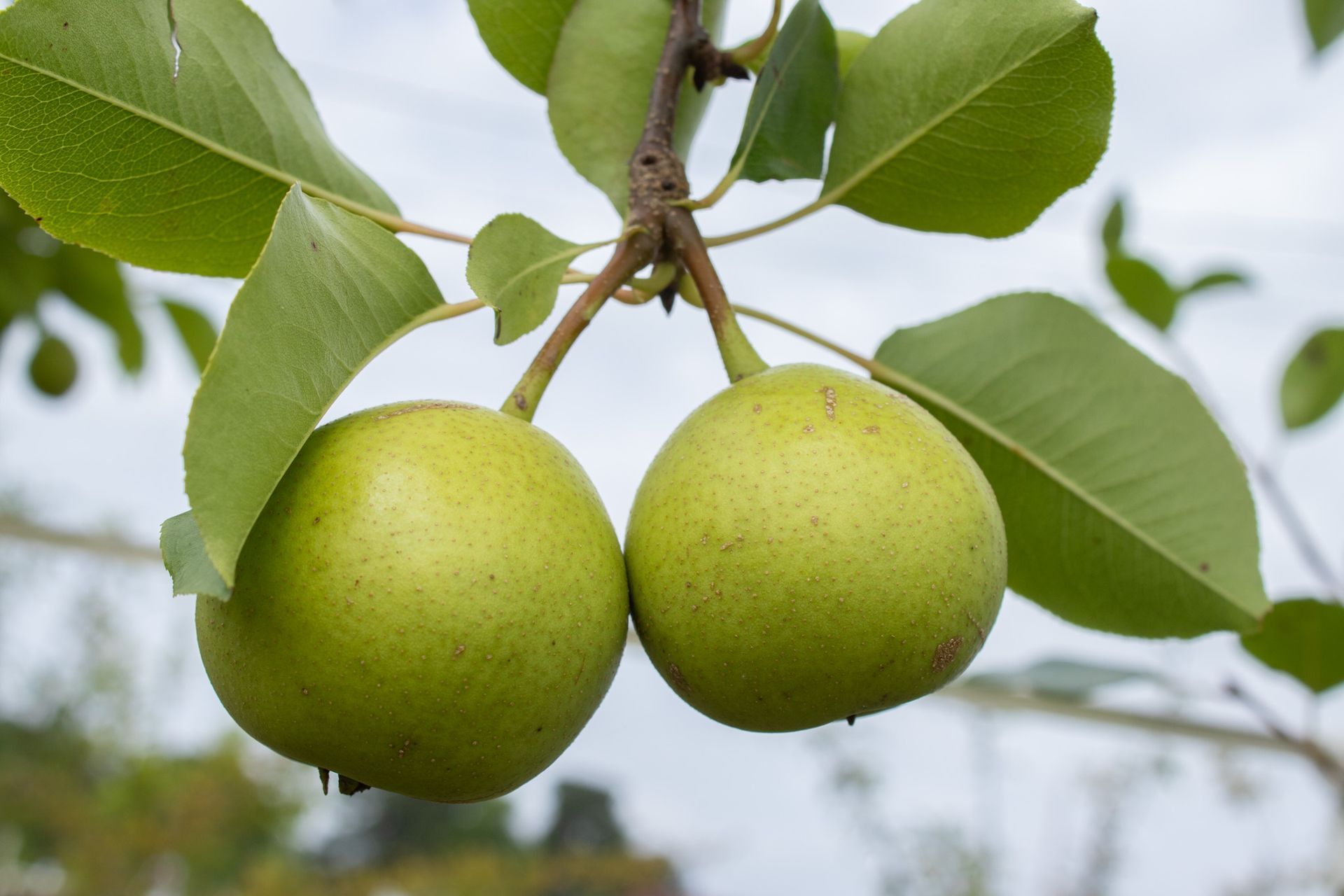 Two green pears hanging from a tree branch with leaves