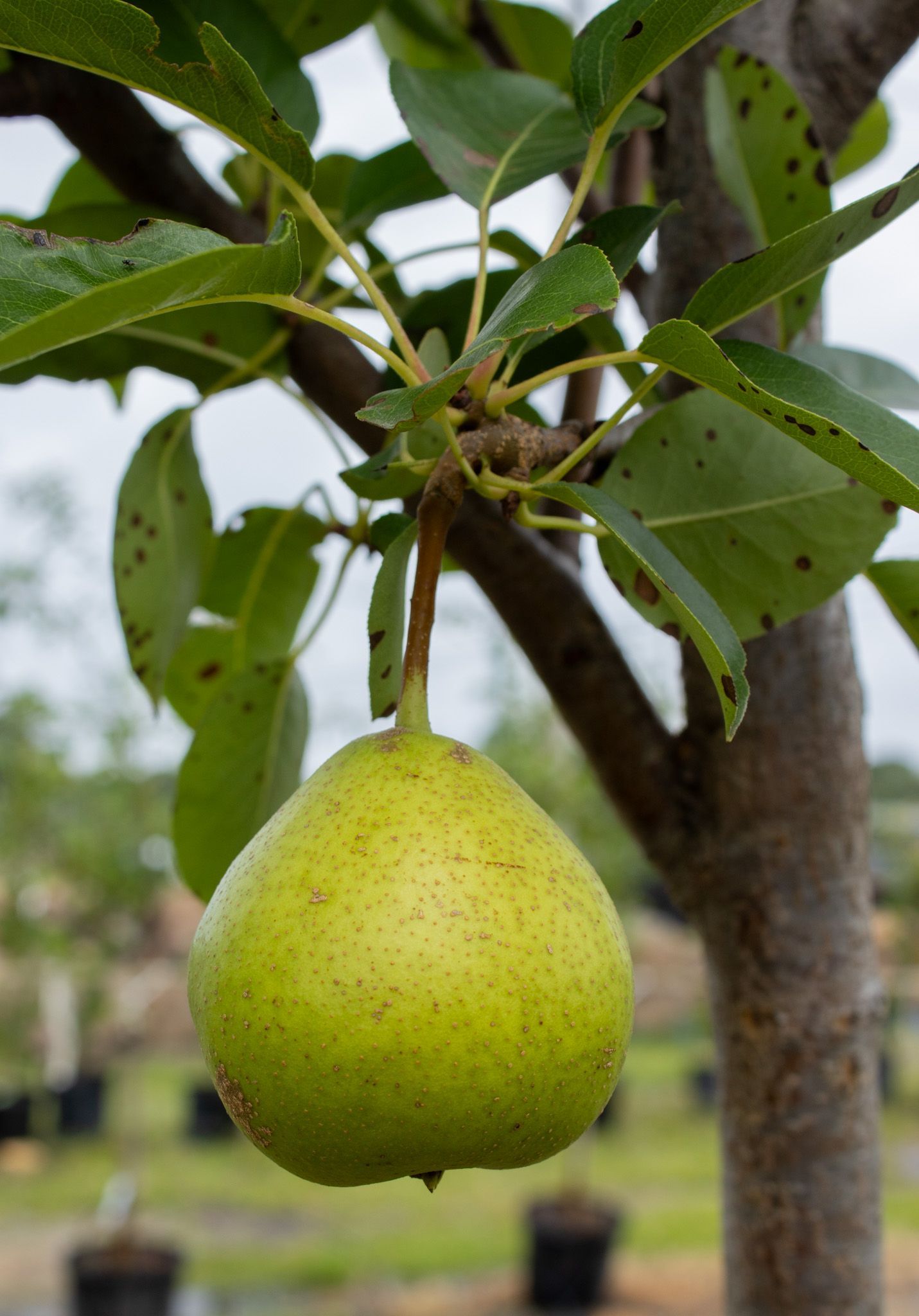 Green pear hanging from a tree branch in an orchard