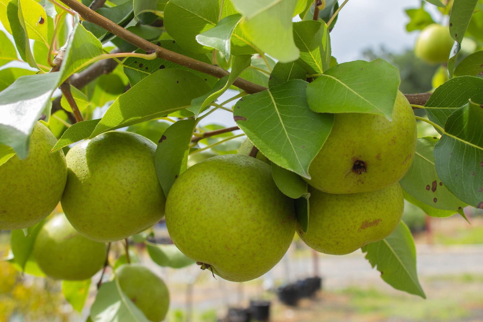 Green apples hanging on a tree branch in an orchard