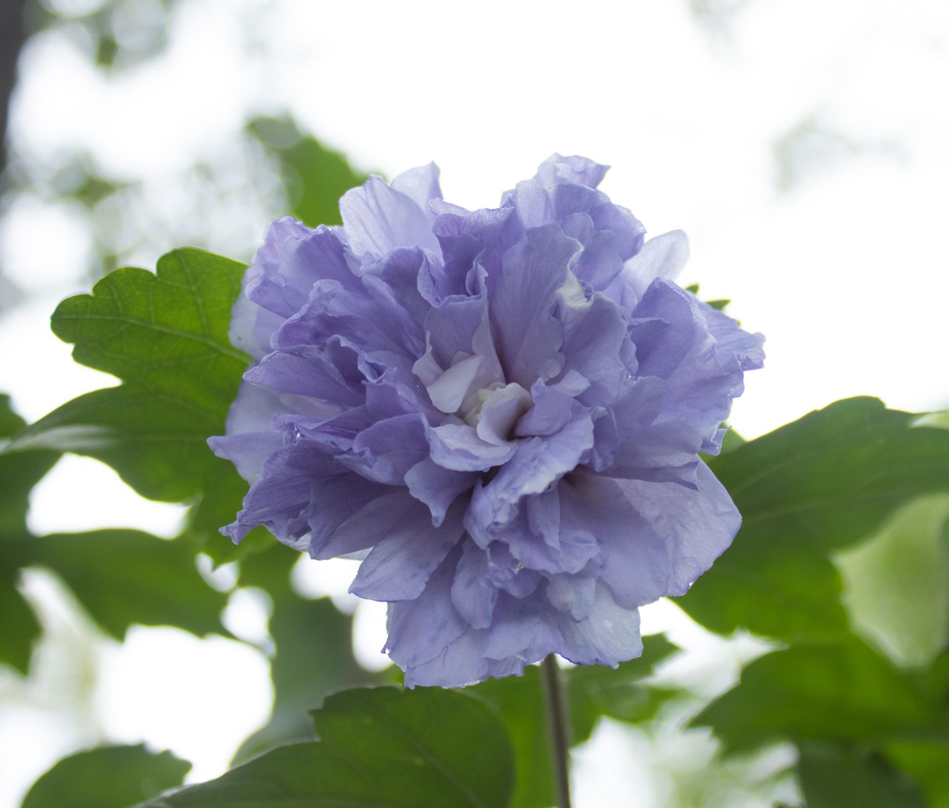 Purple ruffled flower in bloom against a bright, leafy background